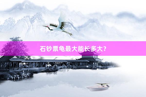 石钞票龟最大能长多大？